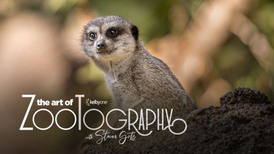 The Art of Zootography