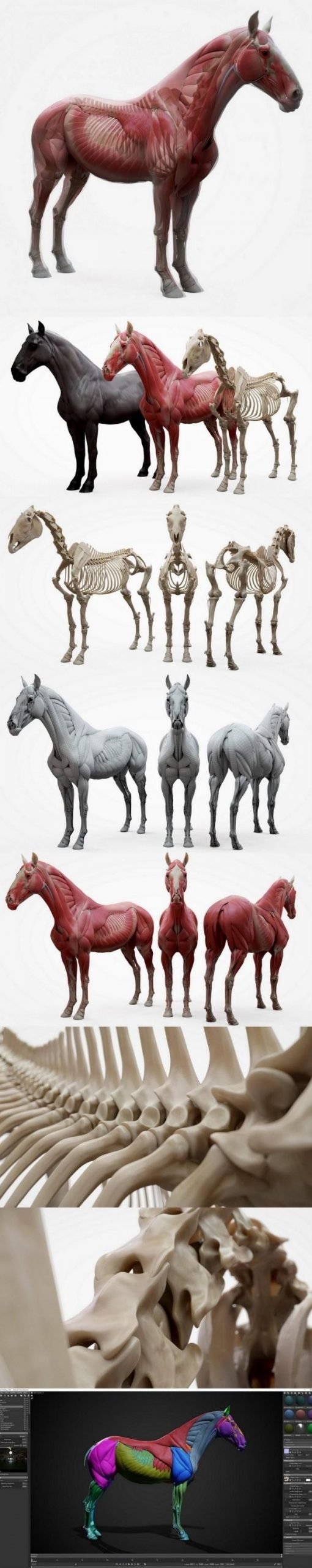 3D Scan Store Horse Ecorche