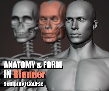 Gumroad Anatomy and Form in Blender Sculpting Course