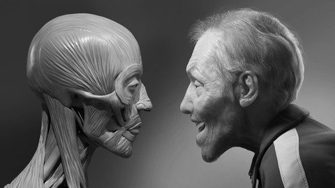 Facial Anatomy Character Portrait for Blender Artists